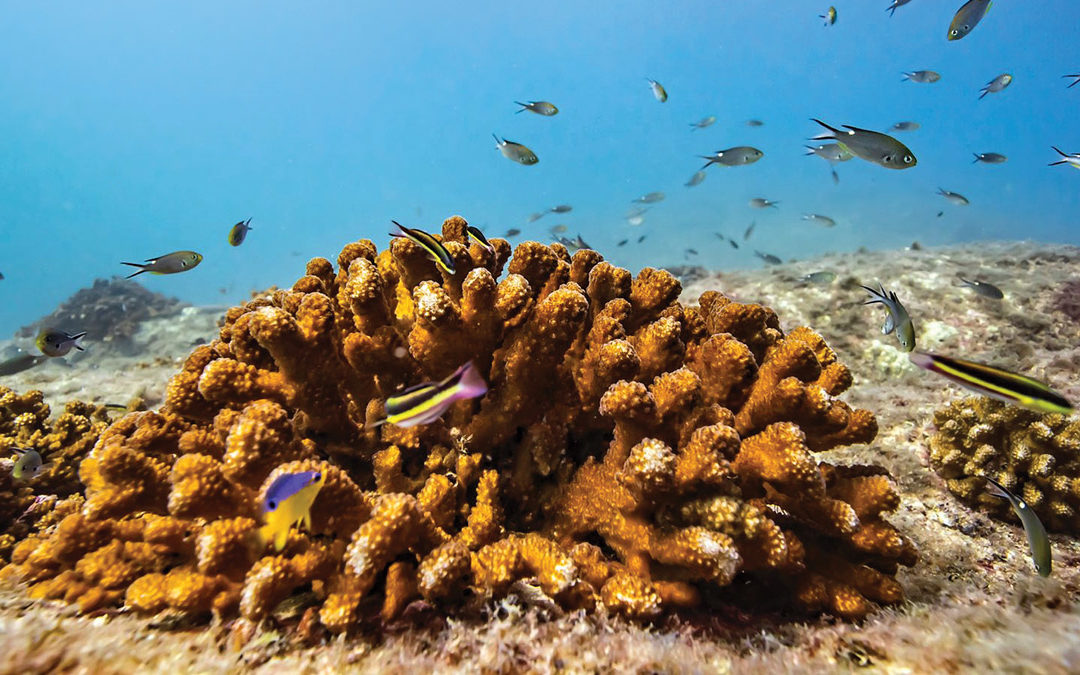 Diving into Adventure at Mexico’s Cabo Pulmo