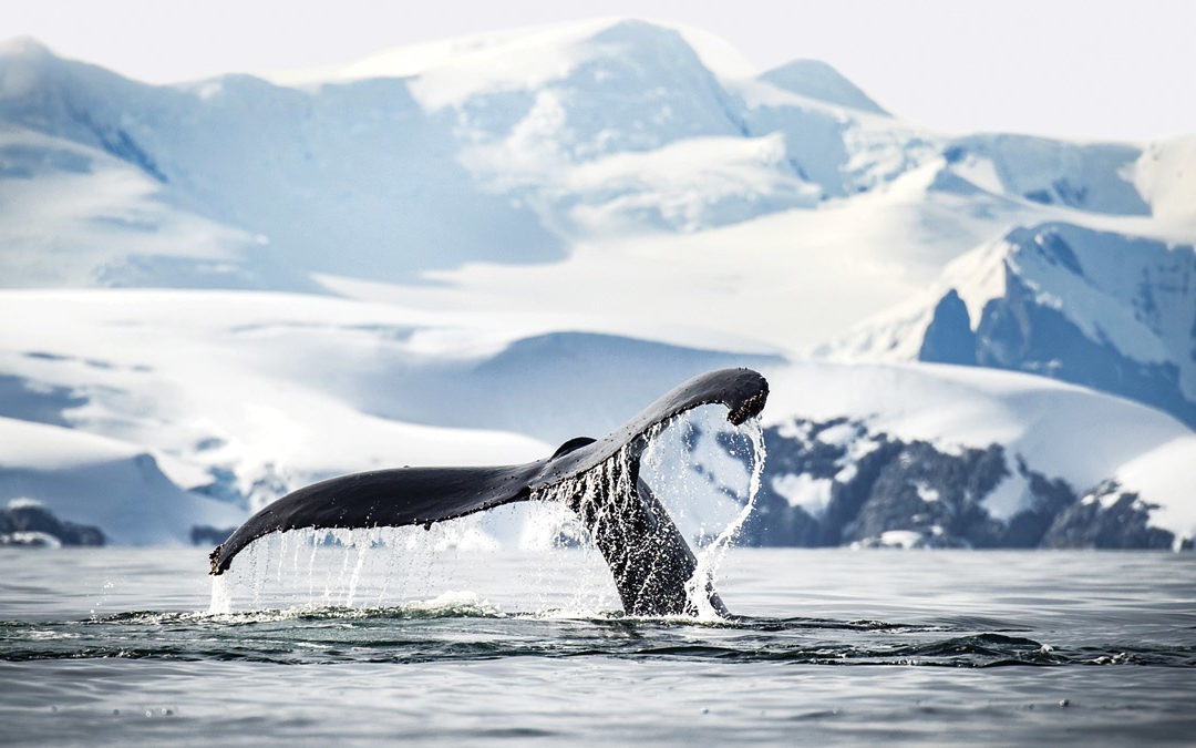 Our Comprehensive Guide to Visiting Antarctica