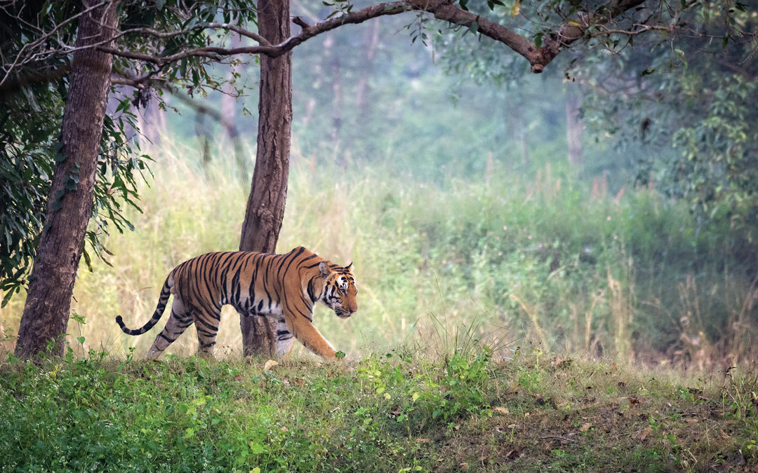 Look Back at Nearly 50 Years of India’s Project Tiger