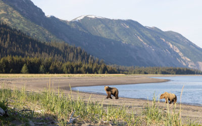 The Best Way to Spy Brown Bears in Alaska