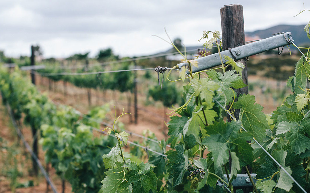 Your Next Favorite Wine Is from Mexico