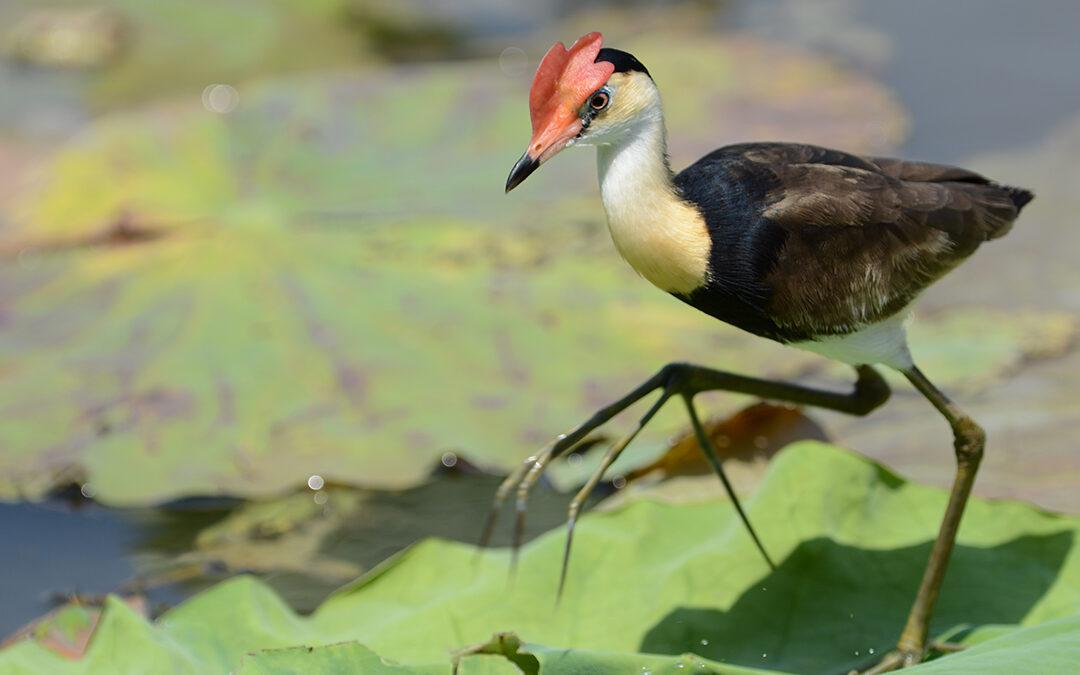 A Wildlife Journey Like Nowhere Else on Earth