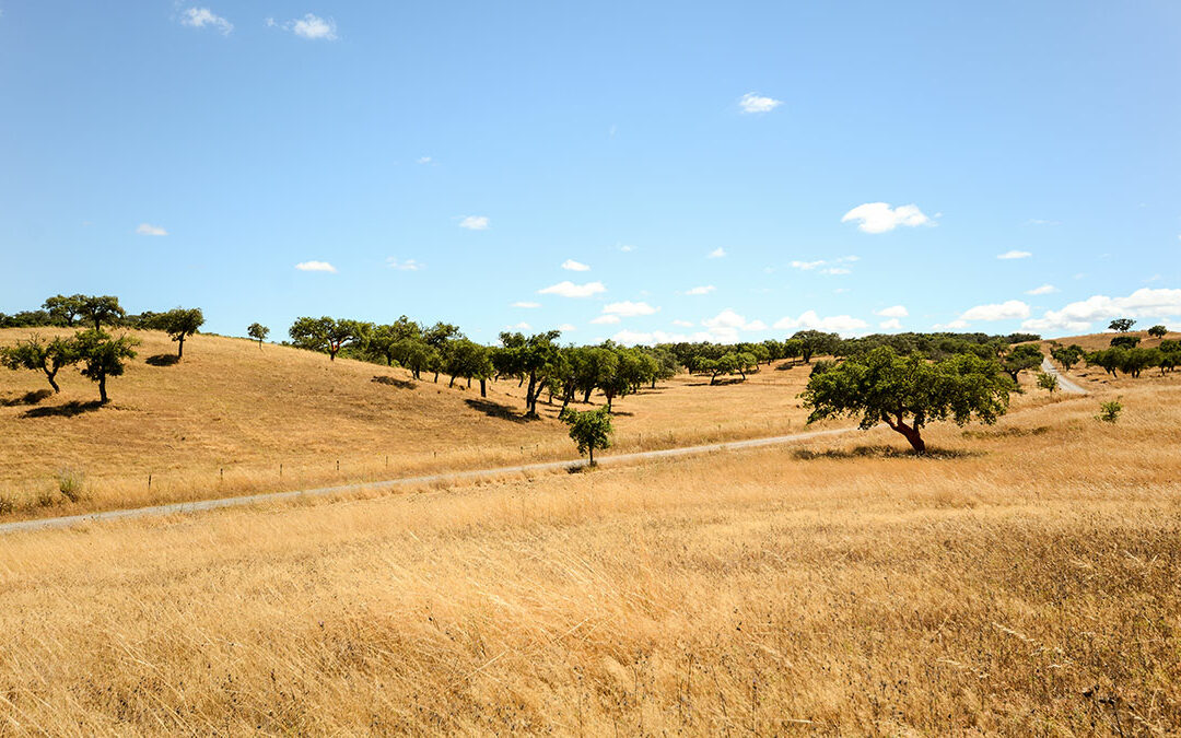 Portugal’s Alentejo Region Was Made for Slow Travel