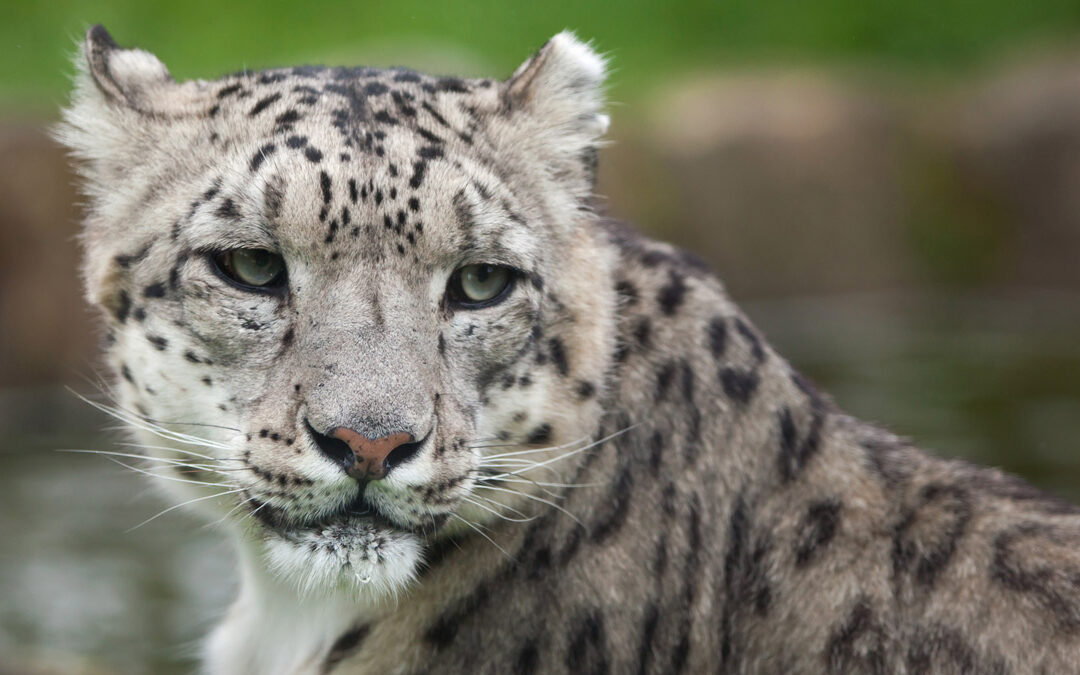 Search for Snow Leopards in the Himalaya