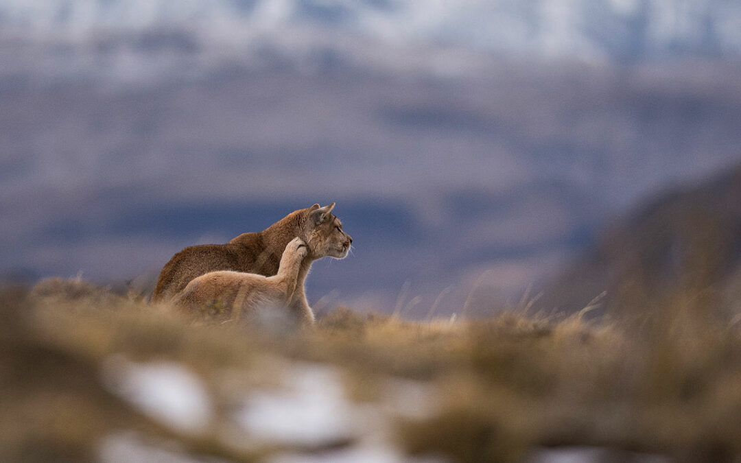 How to See Wild Pumas in Patagonia