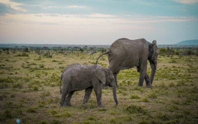 On a Maasai Mara Safari with Teens, the Scent of Adventure Is Everywhere