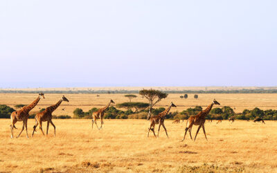 Splurge or Steal Vacations: Masai Mara, Kenya vs. Montana