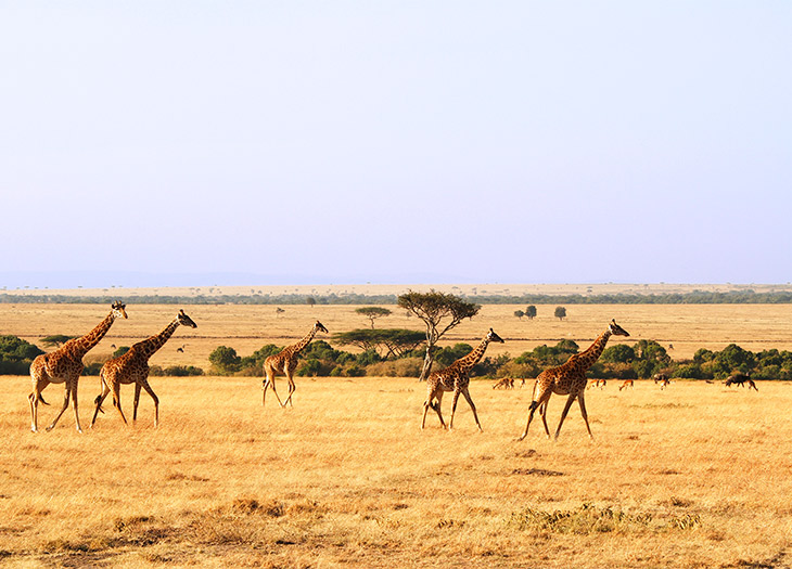 Splurge or Steal Vacations: Masai Mara, Kenya vs. Montana