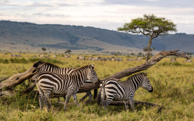 You Should Take Your Family on an Africa Safari This Year