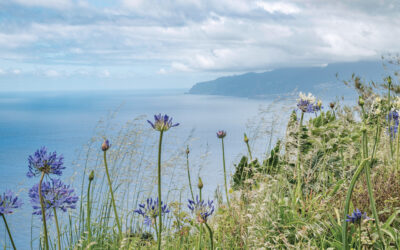 Here’s Why Madeira Is Called “The Island of Eternal Spring”