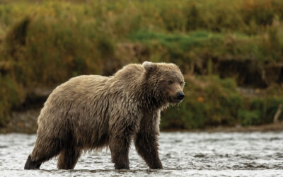 Meet Alaska’s Brown Bear Celebrities in Katmai National Park