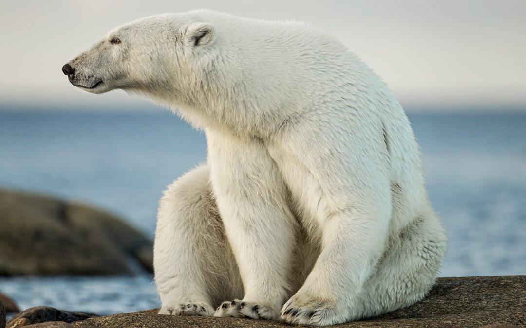 A Canadian Safari in Search of Manitoba’s “Big Five”
