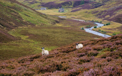 Fly-Fishing in Scotland Is an Exercise in Being Present